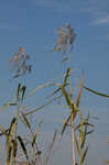 Common reed